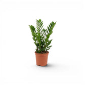 Small Zamioculcas zamiifolia plant in a nursery pot.