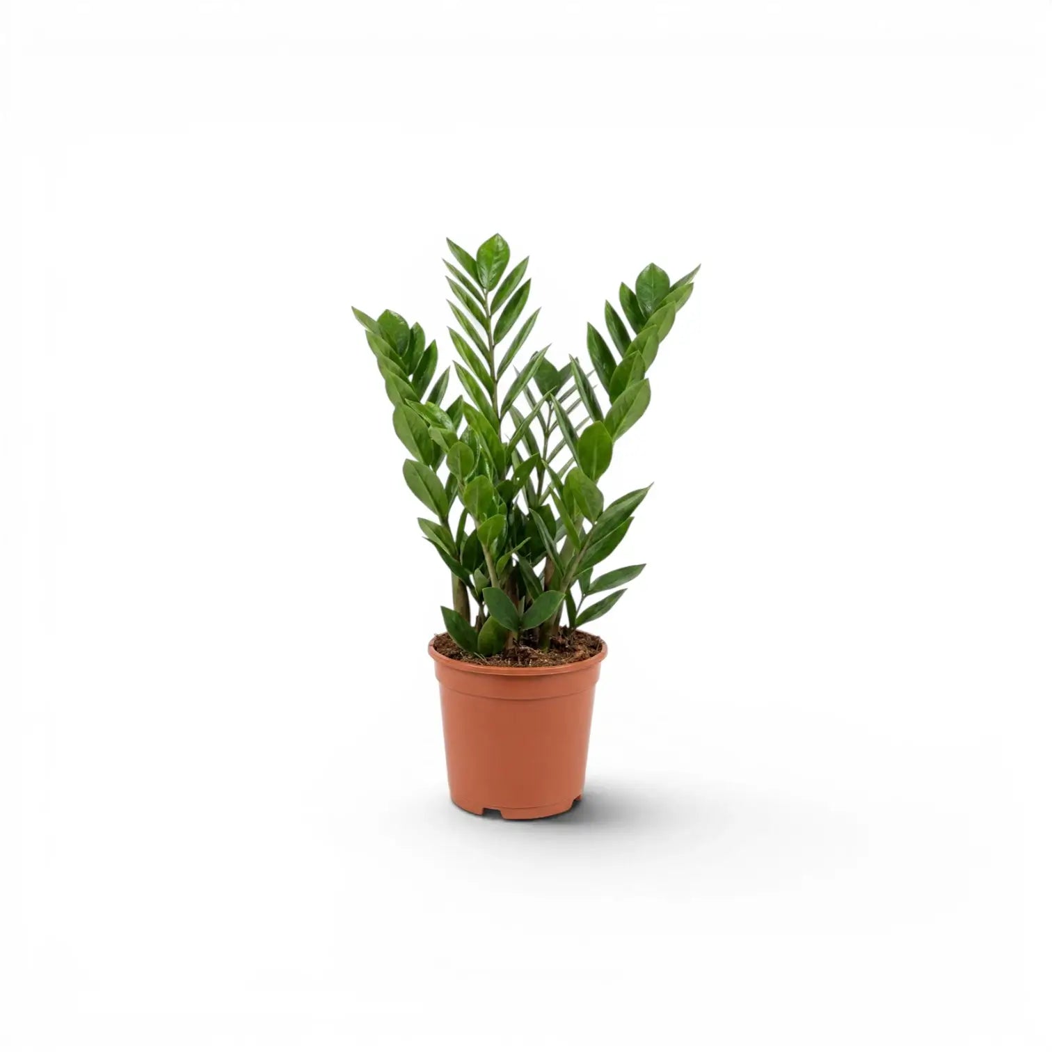 Small Zamioculcas zamiifolia plant in a nursery pot.
