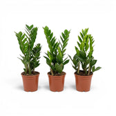 Small Zamioculcas zamiifolia plant in a nursery pot.
