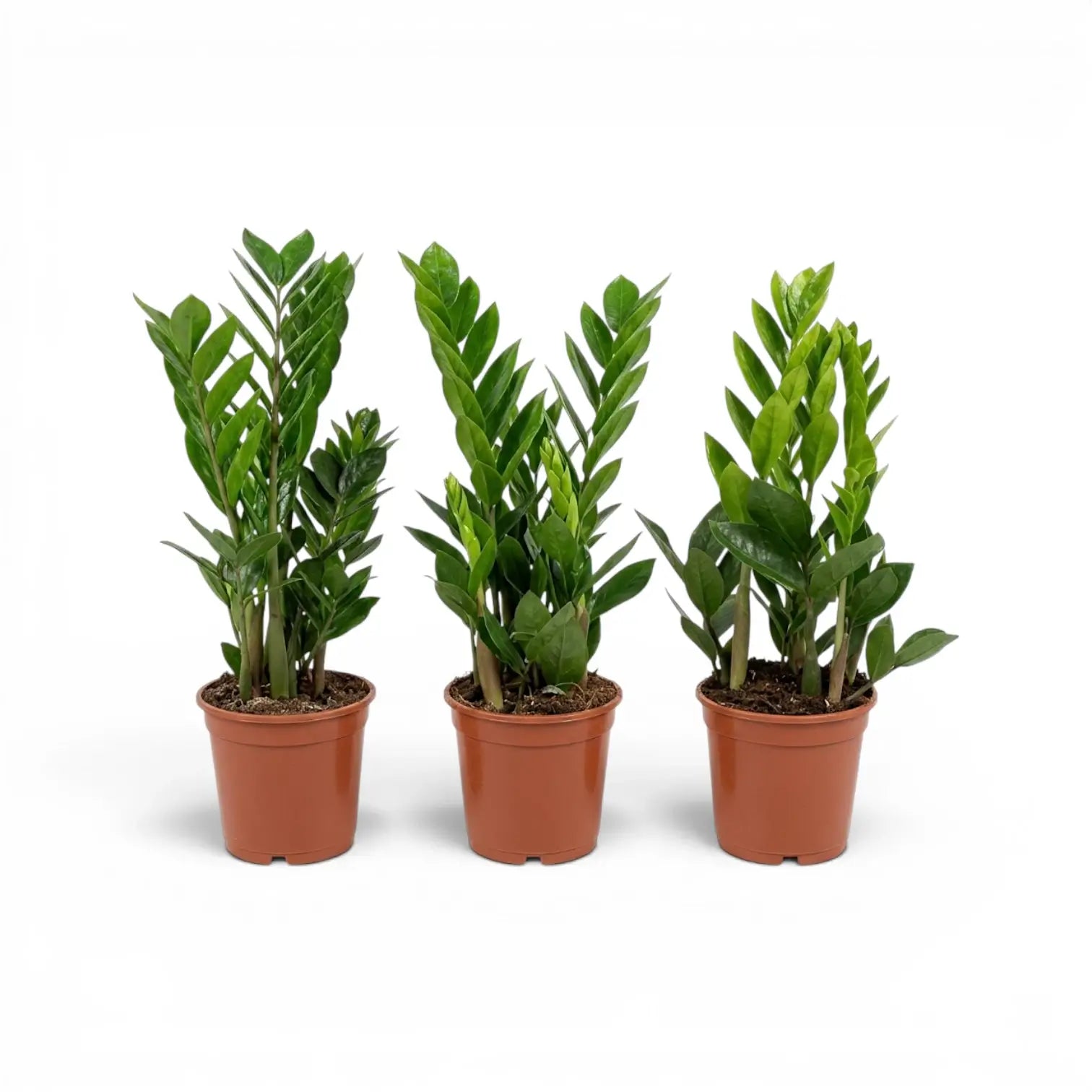 Small Zamioculcas zamiifolia plant in a nursery pot.
