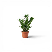 XS Zamioculcas zamiifolia plant in a nursery pot.