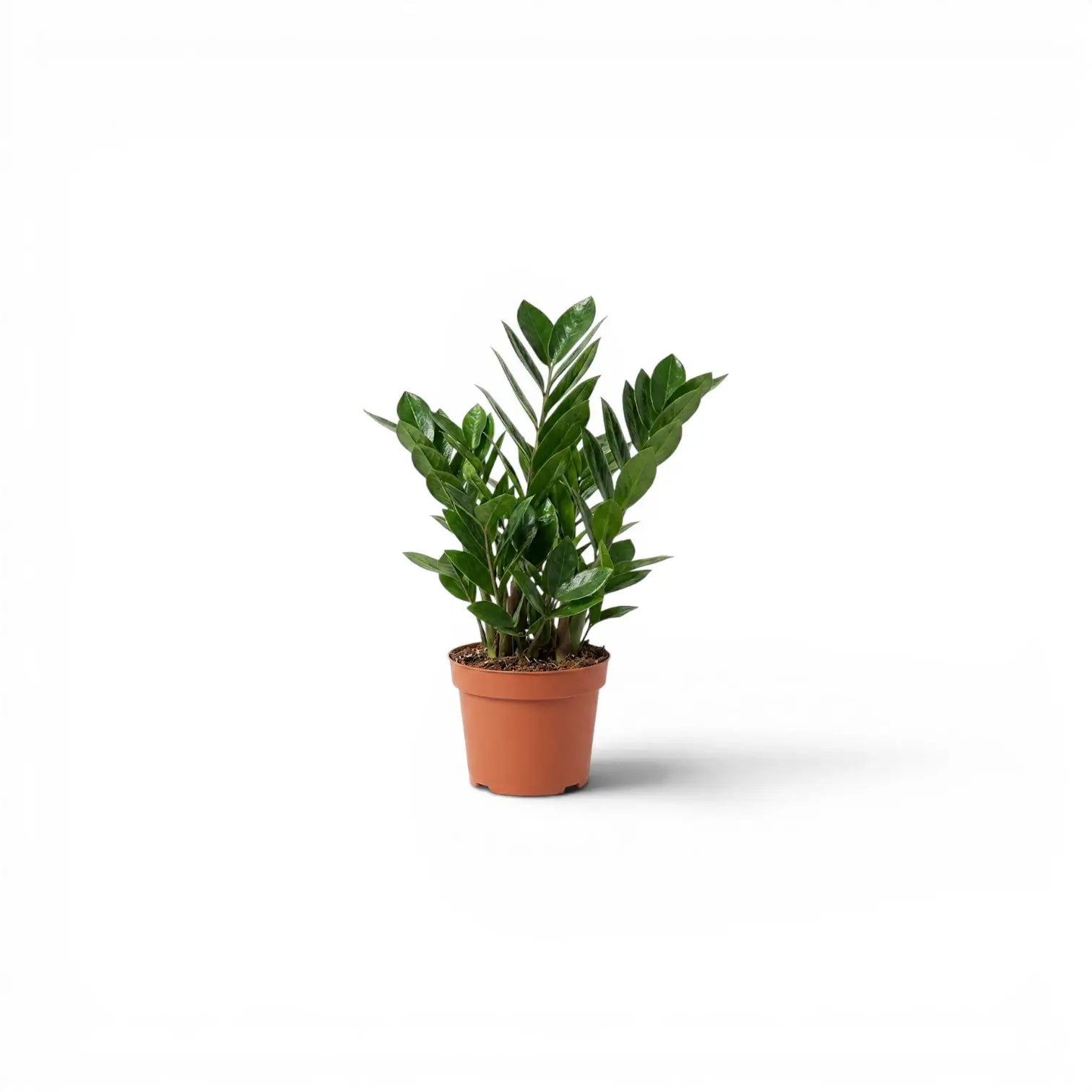 Green ZZ Plant | Zamioculcas zamiifolia – Foliage Factory