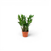 XS Zamioculcas zamiifolia plant in a nursery pot.