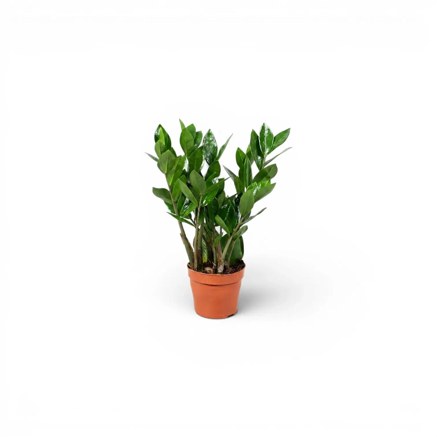 XS Zamioculcas zamiifolia plant in a nursery pot.