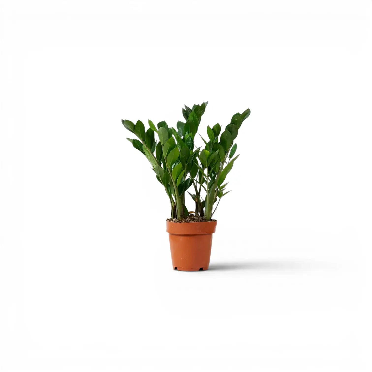 Green ZZ Plant | Zamioculcas zamiifolia – Foliage Factory