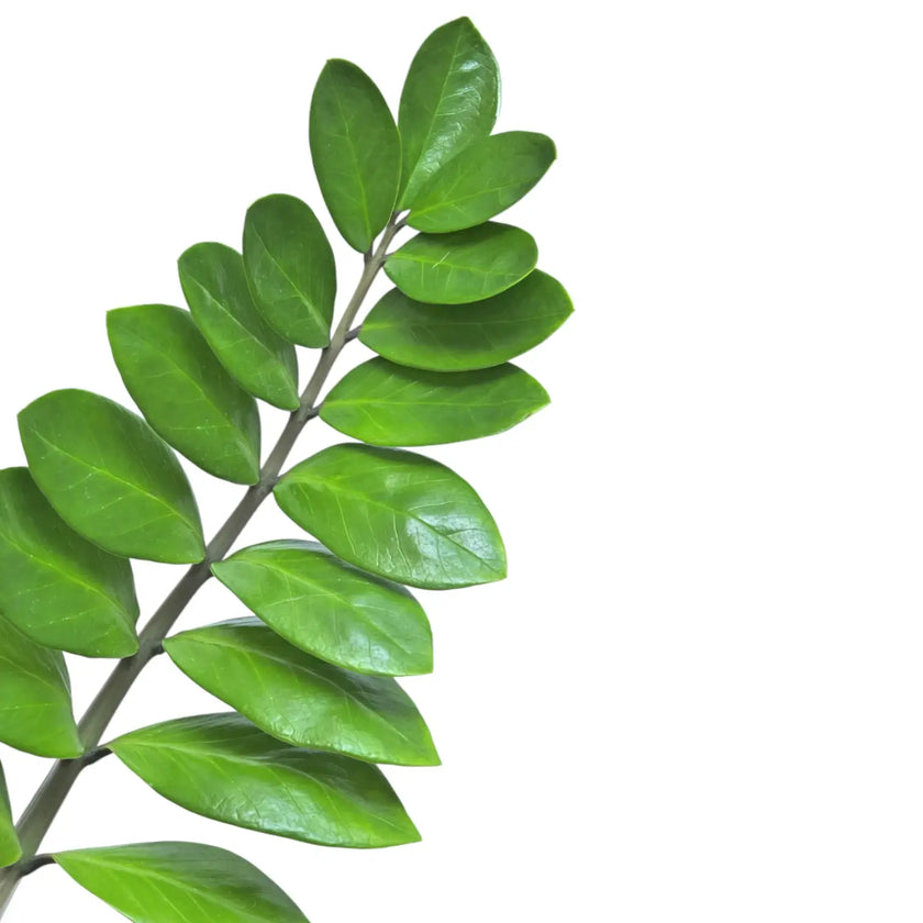 Zamioculcas zamiifolia leaf detail on white background.