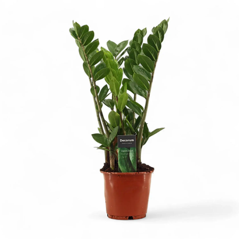 Zamioculcas zamiifolia potted plant in nursery pot on white background.