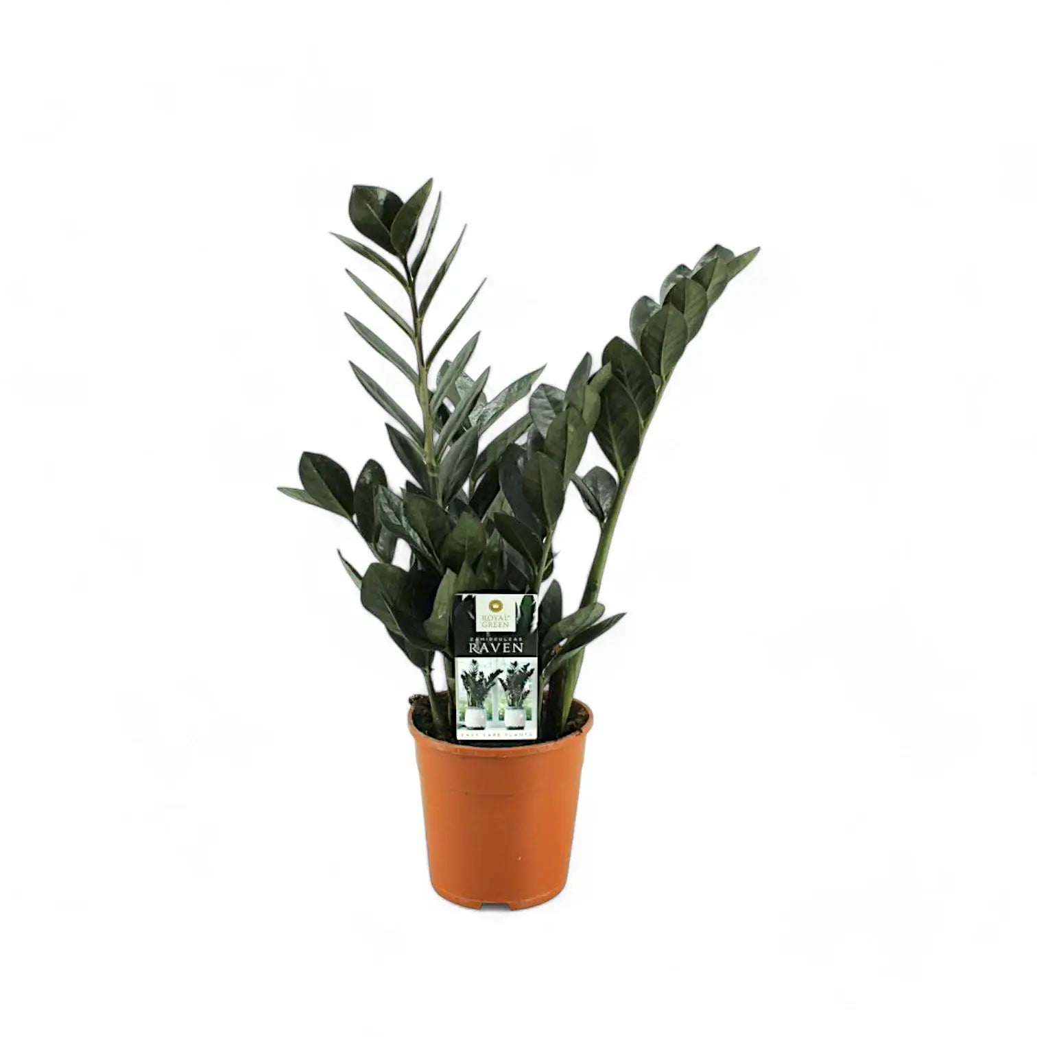 Zamioculcas zamiifolia 'Raven' potted plant in nursery pot on white background.