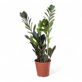 Zamioculcas zamiifolia 'Raven' potted plant in nursery pot on white background.