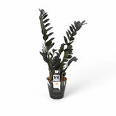 Zamioculcas zamiifolia 'Raven' potted plant in nursery pot on white background.