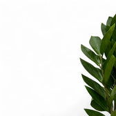 Zamioculcas zamiifolia 'Zamicro' – Blattdetail vor weißem Hintergrund..