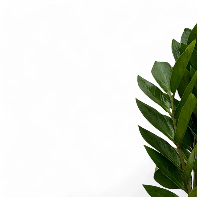 Zamioculcas zamiifolia 'Zamicro' close-up of leaf on white background.