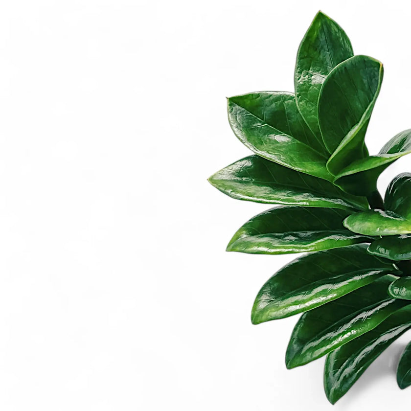 Zamioculcas zamiifolia 'Zenzi' leaf detail on white background.