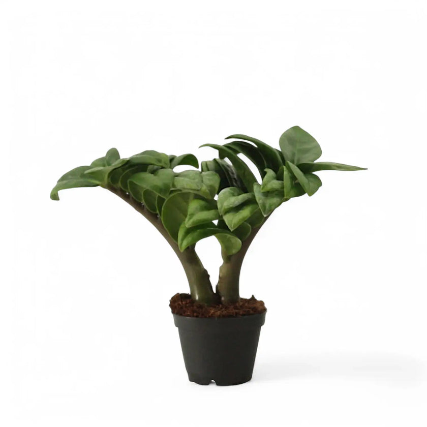 Zamioculcas zamiifolia 'Zenzi' potted plant in nursery pot on white background.