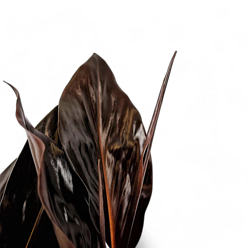 Zingiber malaysianum 'Chocolate' leaf close-up on white background.