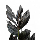 Zingiber malaysianum 'Chocolate' Zimmerpflanze im Anzuchttopf vor weißem Hintergrund, Produktfoto 3.