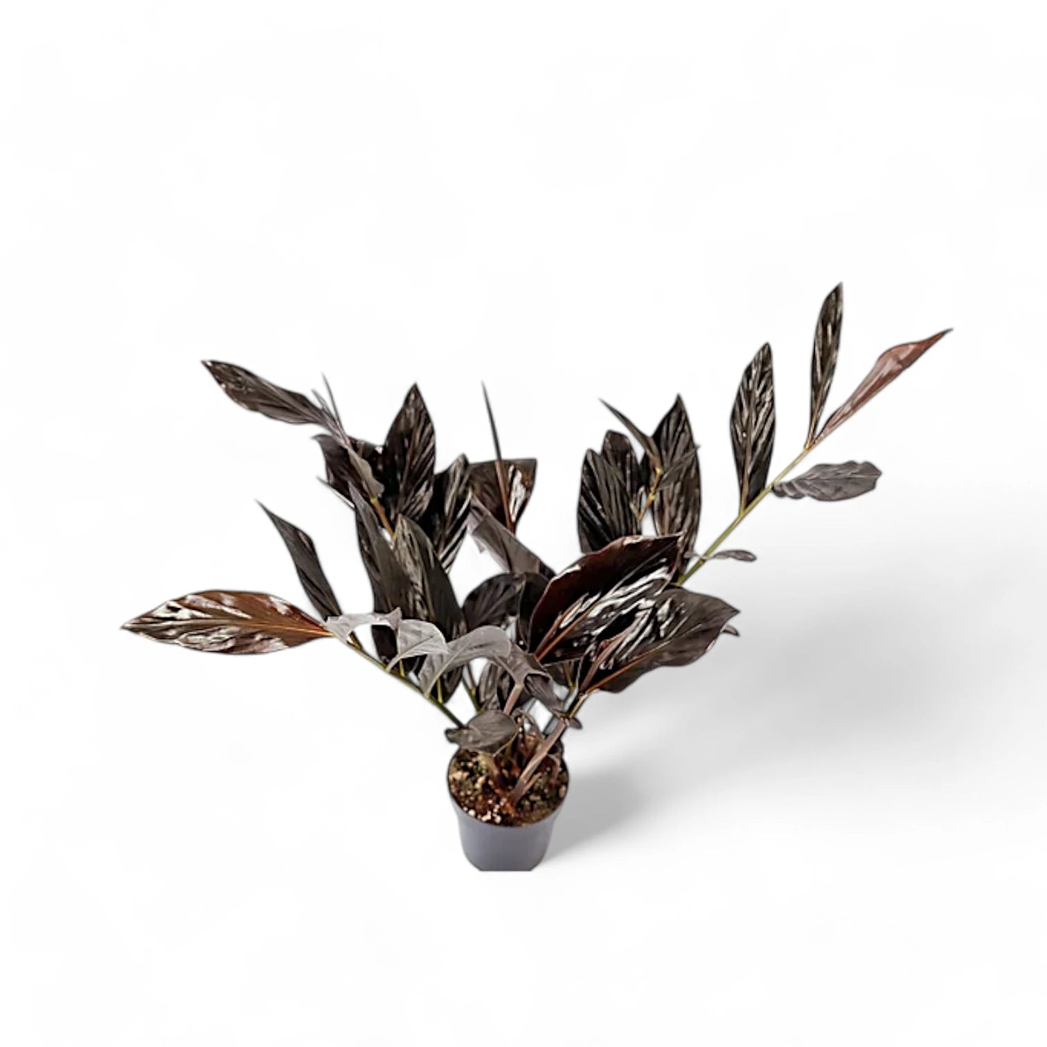 Zingiber malaysianum 'Chocolate' Zimmerpflanze im Anzuchttopf vor weißem Hintergrund, Produktfoto 6.